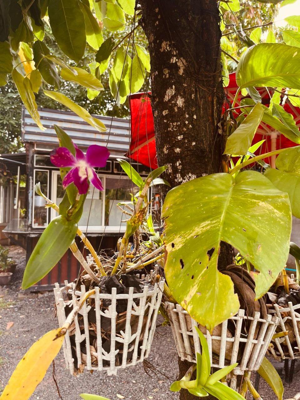 Coconut Lodge กำปอต ภายนอก รูปภาพ