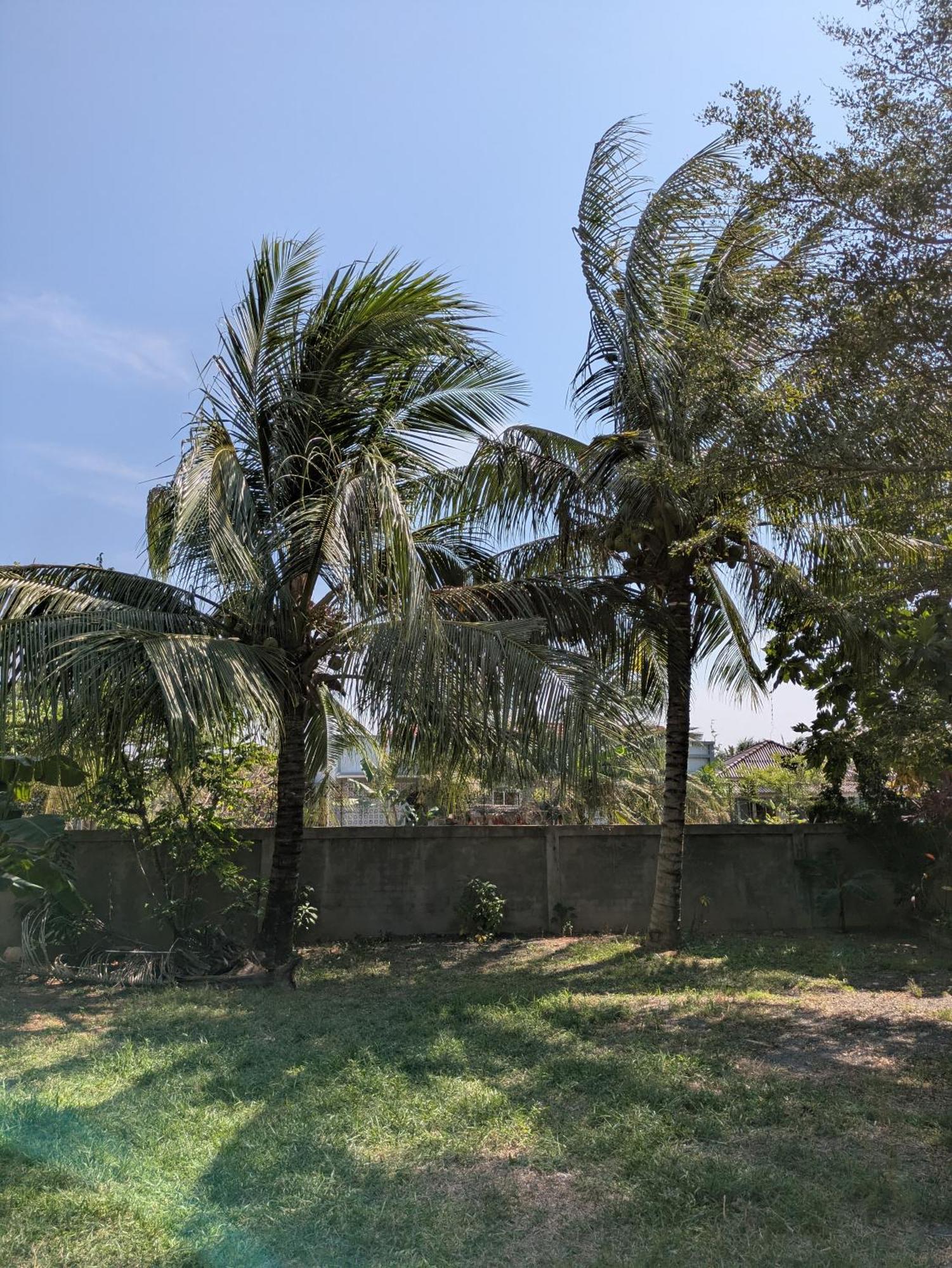 Coconut Lodge กำปอต ภายนอก รูปภาพ